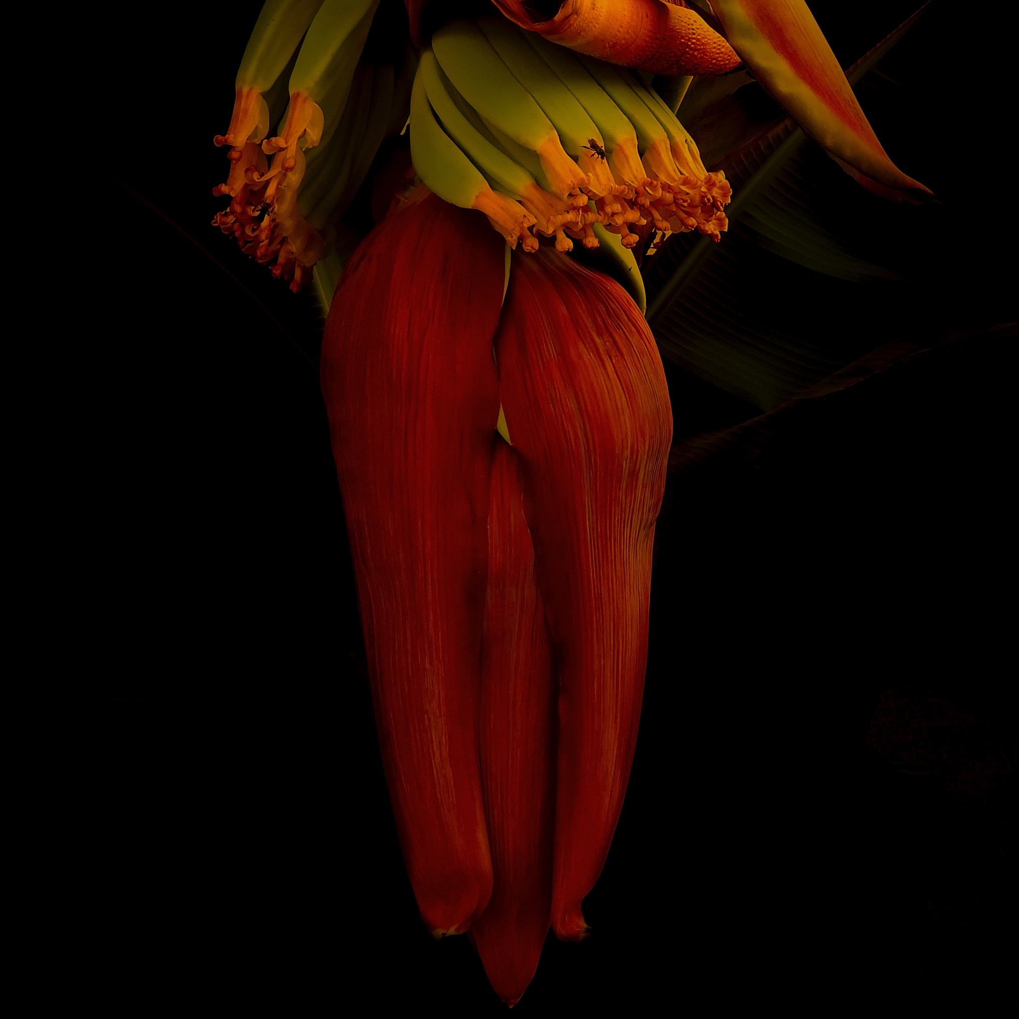 FlorBanana