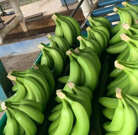 Bananas